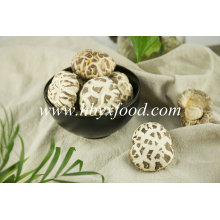 Organic Food Spring Plant Dried White Flower Mushroom